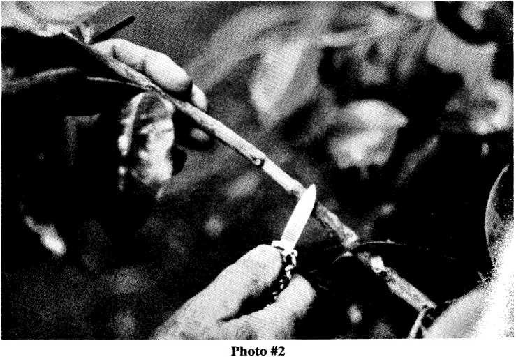 Cutting the stem for air layering